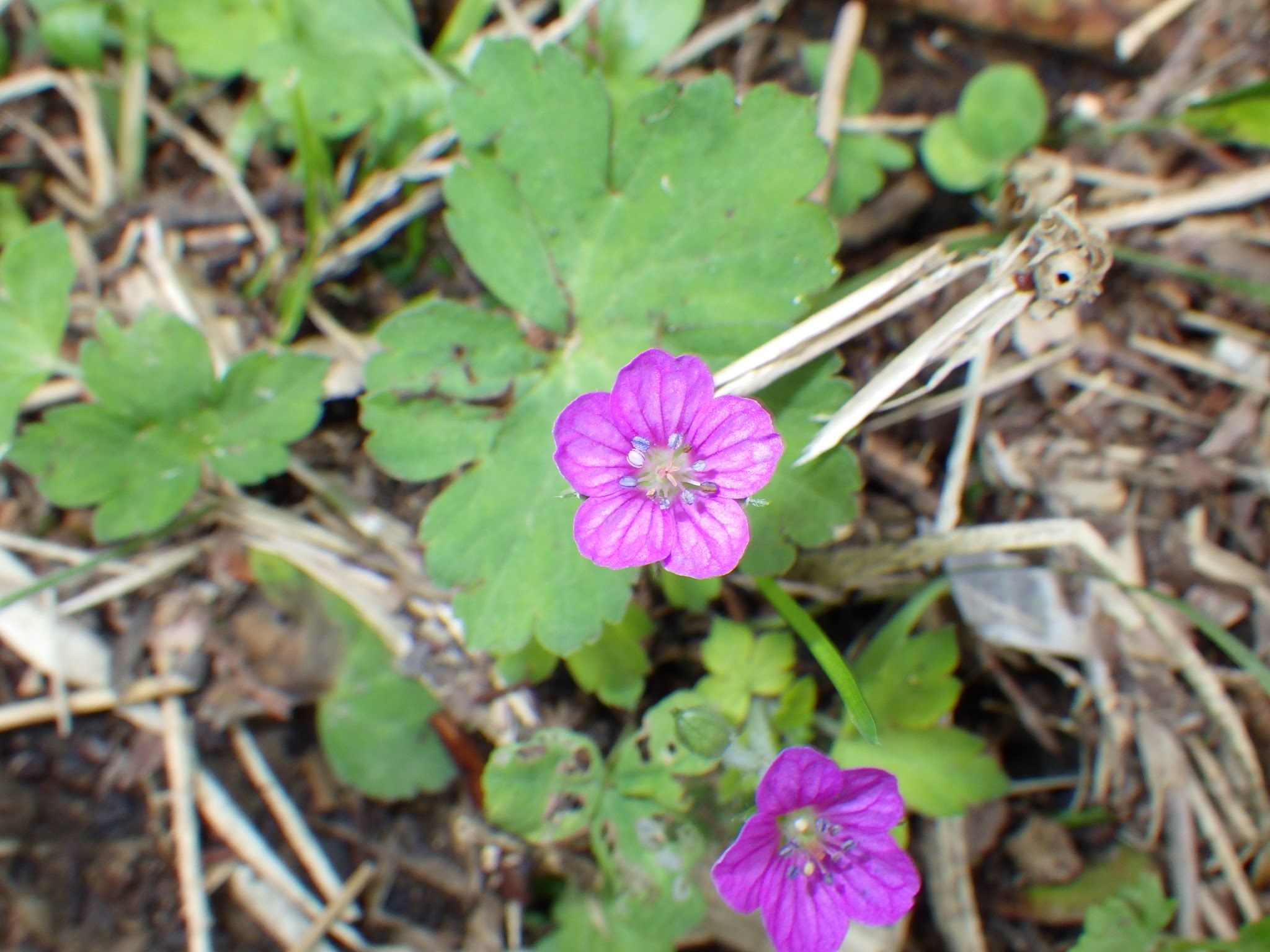 ゲンノショウコ・アメリカフウロ・ミツバフウロ・コフウロの違いは？似た種類の見分け方を解説！花と果実の構造は？ | Ecological Notes  Web