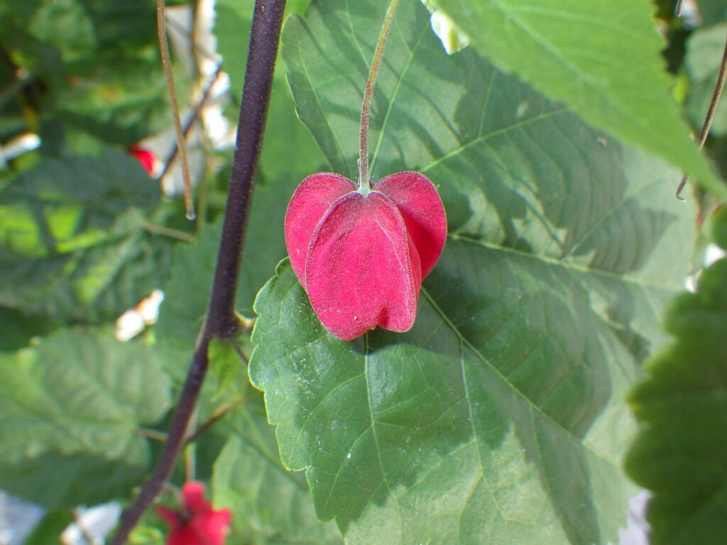 ウキツリボクの果実