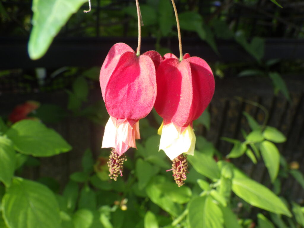 ウキツリボクの花：萼は赤く袋状、花冠は黄色く小さい。