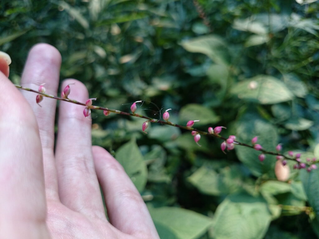 ミズヒキの果実