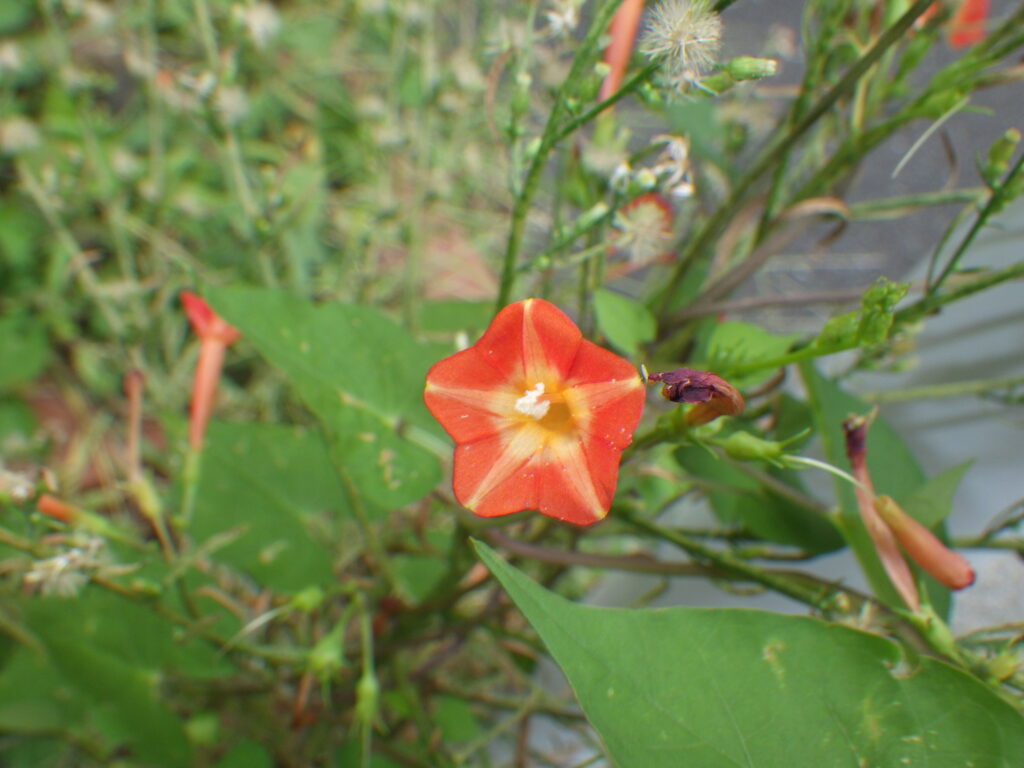 マルバルコウの花：花冠は外側の中央部は黄色。