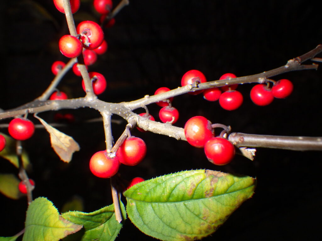 Japanese holly fruit
