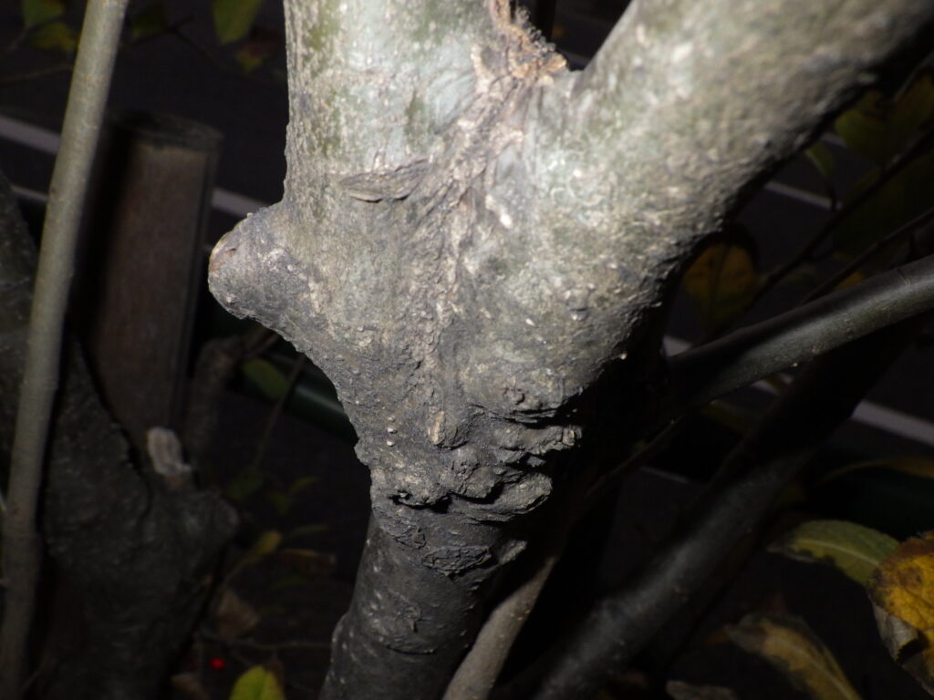 Bark of the Japanese holly tree
