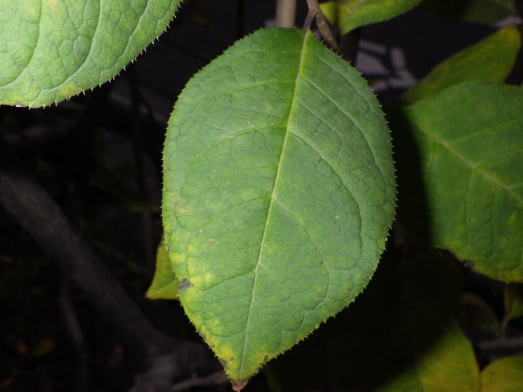 Upper surface of a Japanese holly leaf