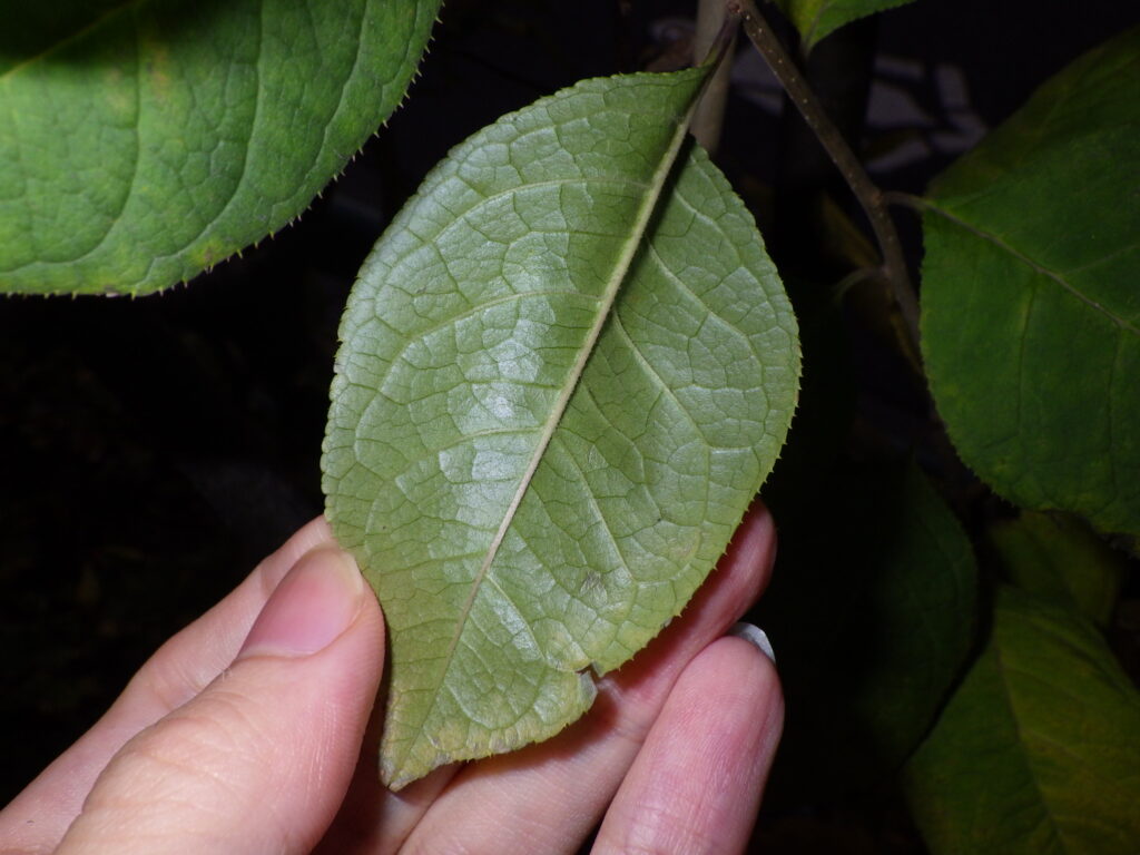 Underside of a Japanese holly leaf