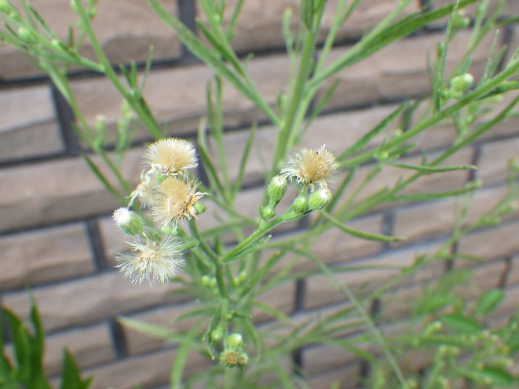 オオアレチノギクの花と果実：総苞は卵形～短い筒形