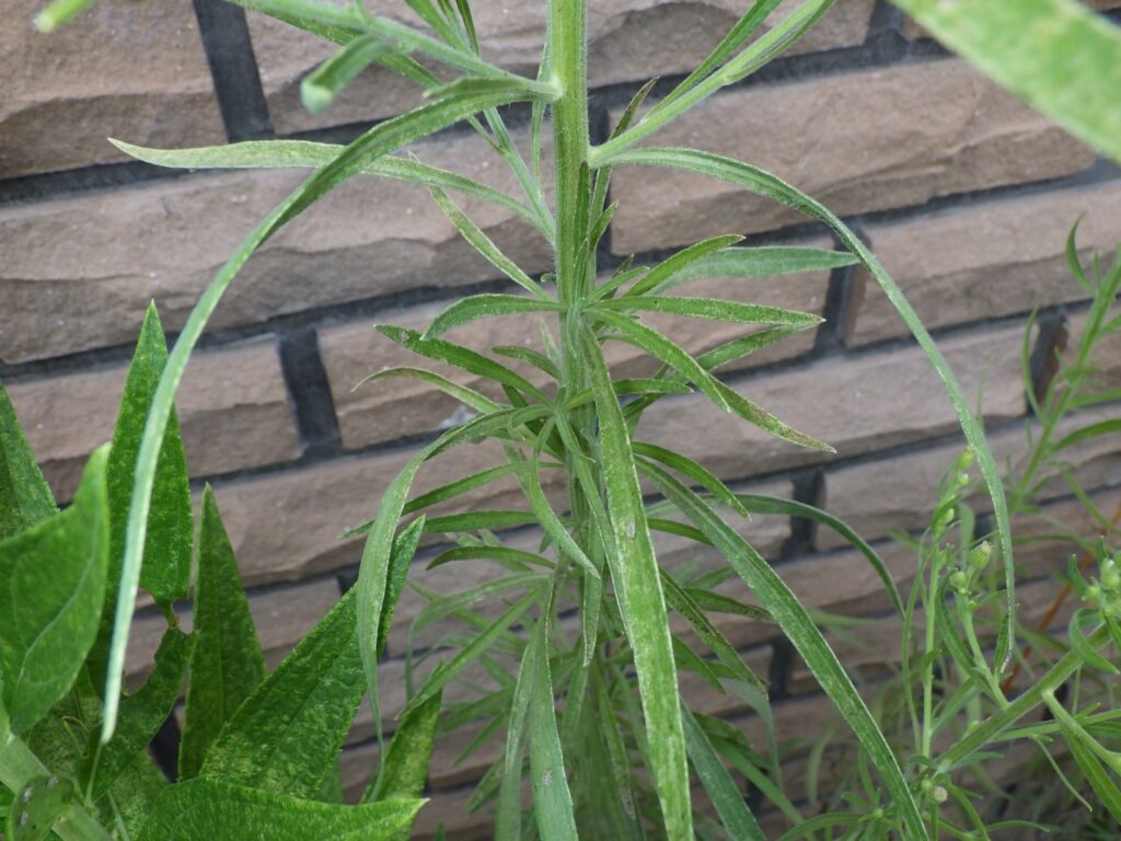 オオアレチノギクの葉：茎はヒトの背丈ほどある。
