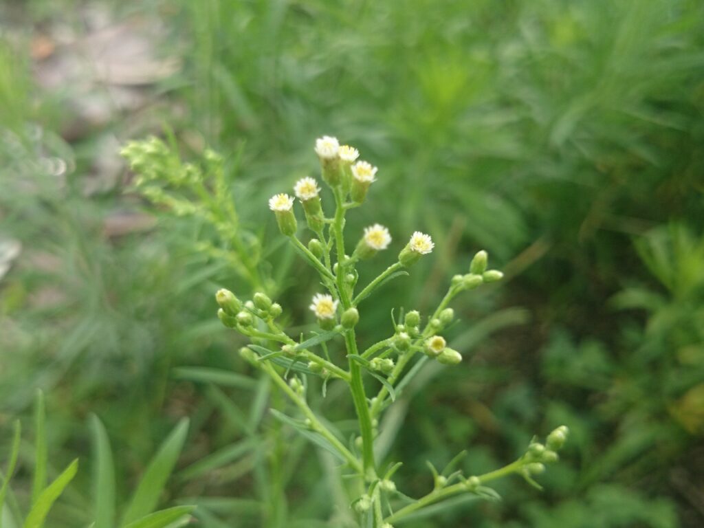 ヒメムカシヨモギの頭花：総苞小型、茎と総苞に毛あり、総苞に紫点なし。