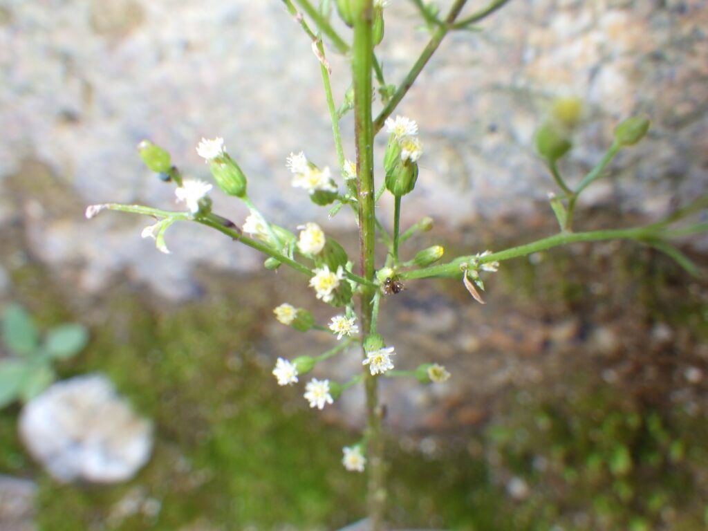 ケナシヒメムカシヨモギの頭花：総苞小型、茎と総苞に毛なし、総苞に紫点あり。