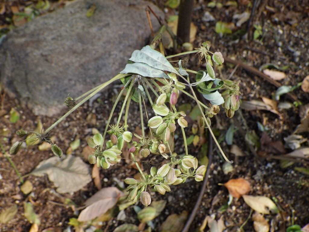 Angelica fruit
