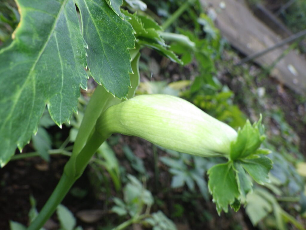 Angelica pods