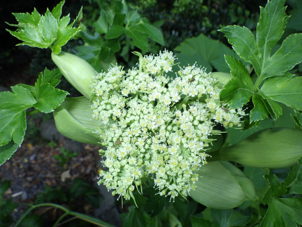 The male flower of Angelica keiskei: It has small bracts.