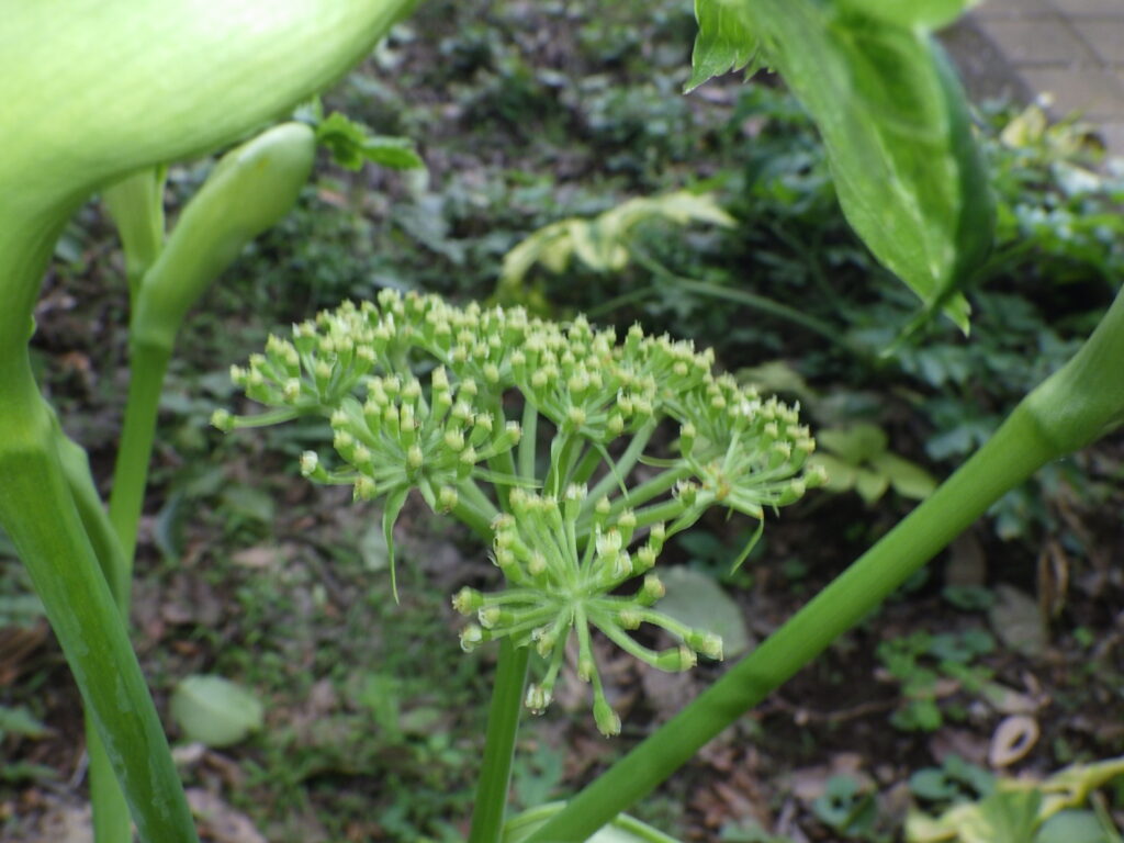 Angelica keiskei (female stage flower)
