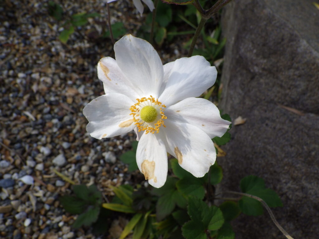ボタンキブネギクの花