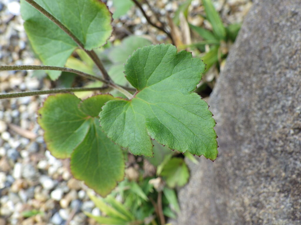 ボタンキブネギクの茎葉上面