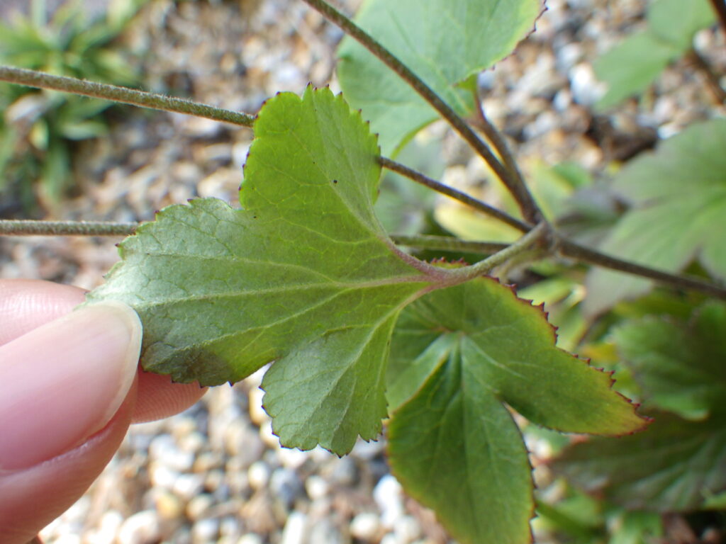 ボタンキブネギクの茎葉下面