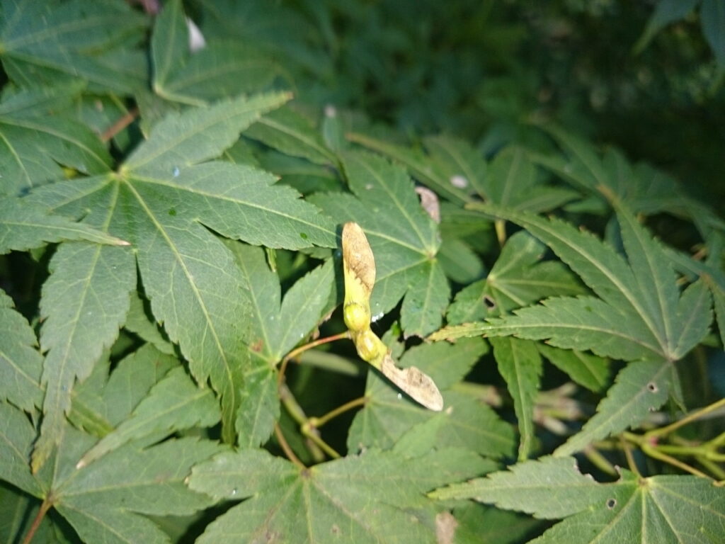 イロハモミジの果実