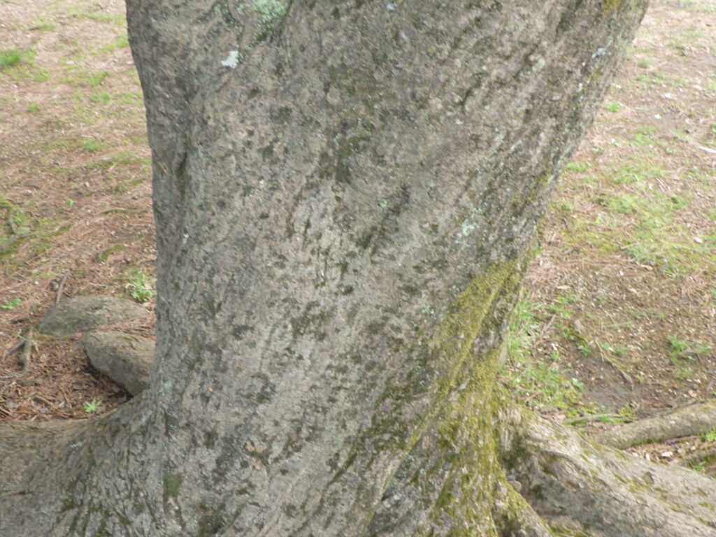 イロハモミジの樹皮