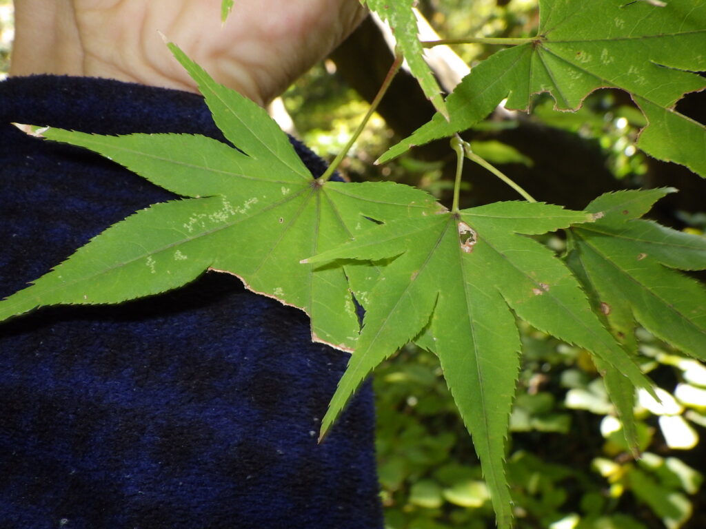 オオモミジの葉上面：細かい単鋸歯がある、隙間なく鋸歯がある。