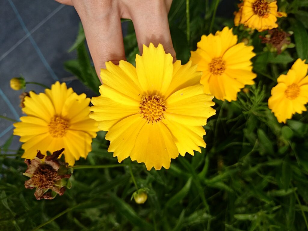 オオキンケイギクの花：紫色はない。