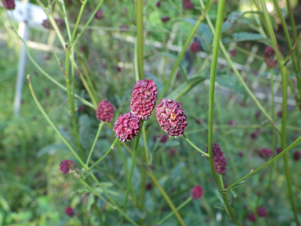 ワレモコウの花