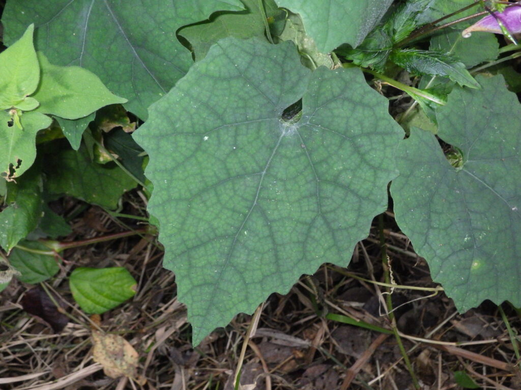 カラスウリの葉上面：毛があるため色が鈍い。