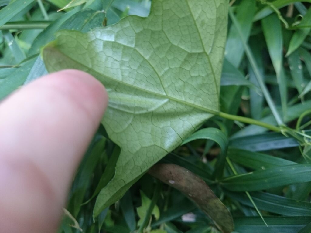 キカラスウリの葉下面：毛がなく光沢がある。