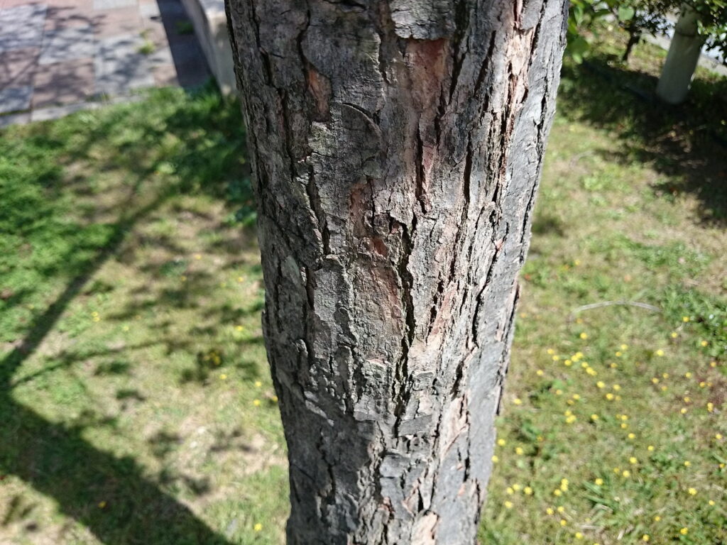 ハナノキの樹皮