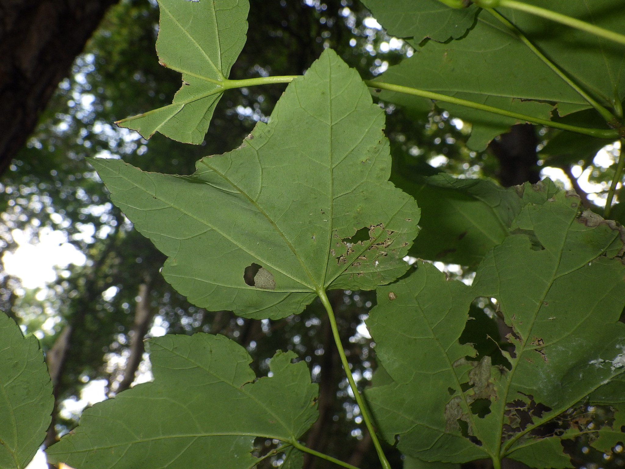 ハナノキとアメリカハナノキの違いは?似た種類の見分け方を解説 - Ecological Notes Web