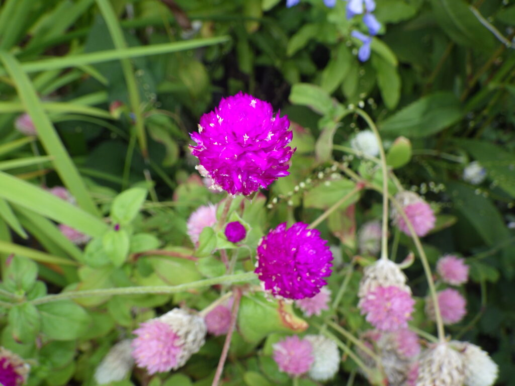 センニチコウの花