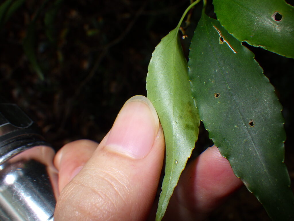 ハイノキの葉下面