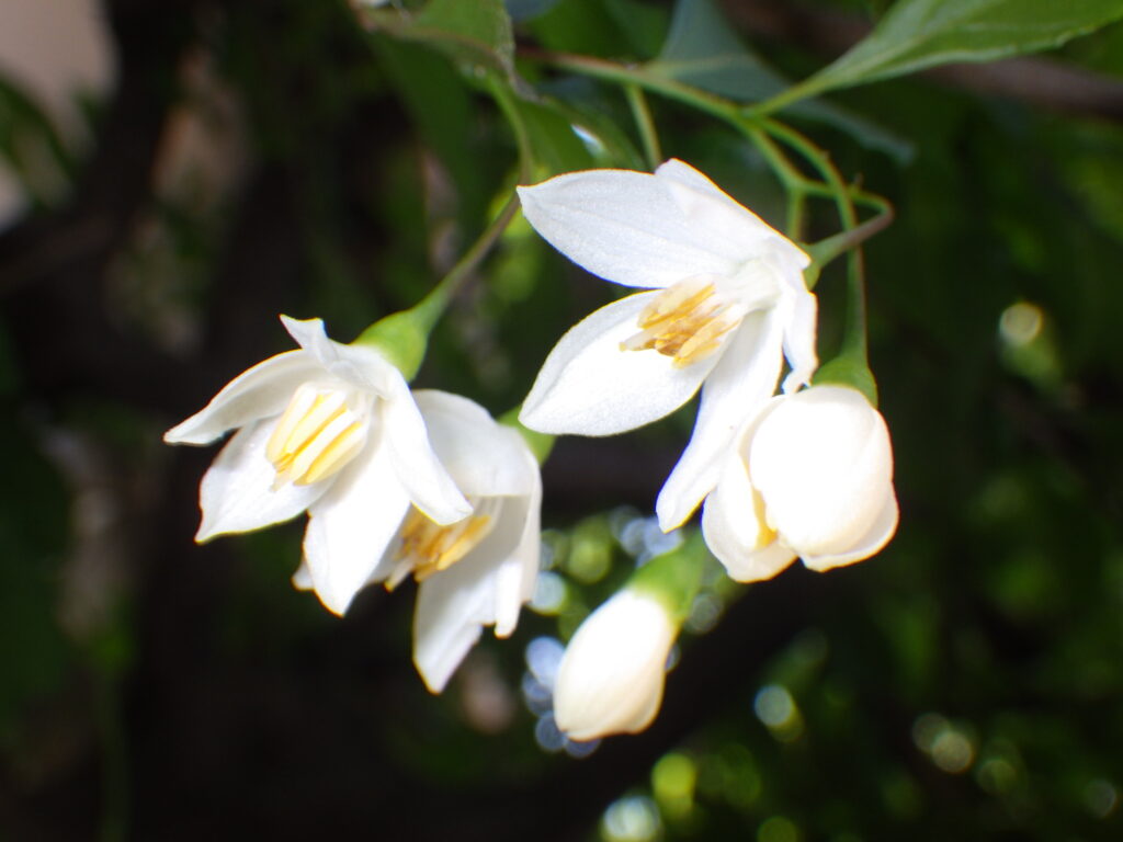 エゴノキの花内部：1～4個が長い小花柄（小梗）の先につく程度。