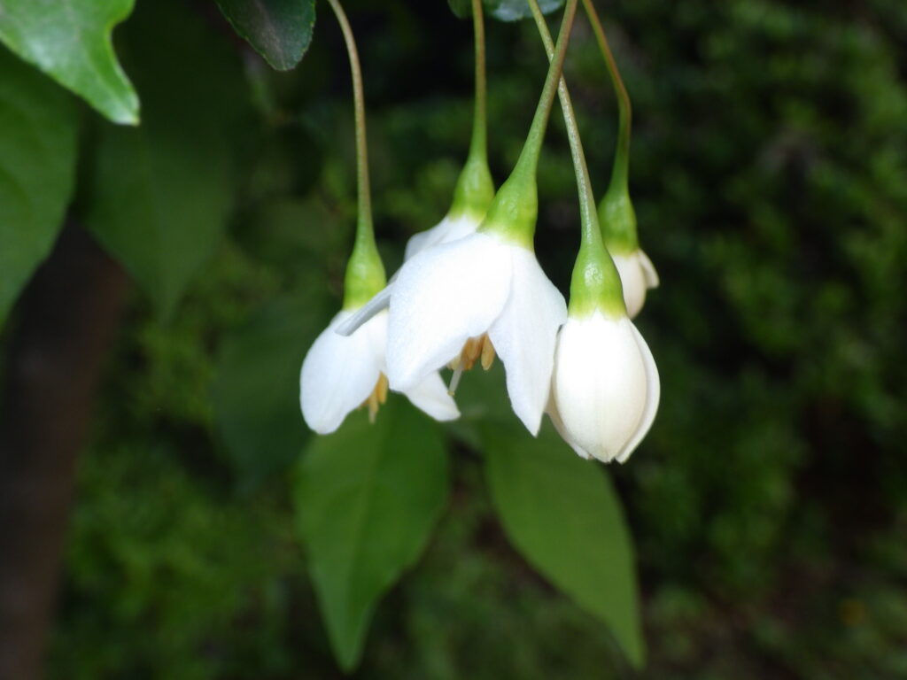 エゴノキの花側面