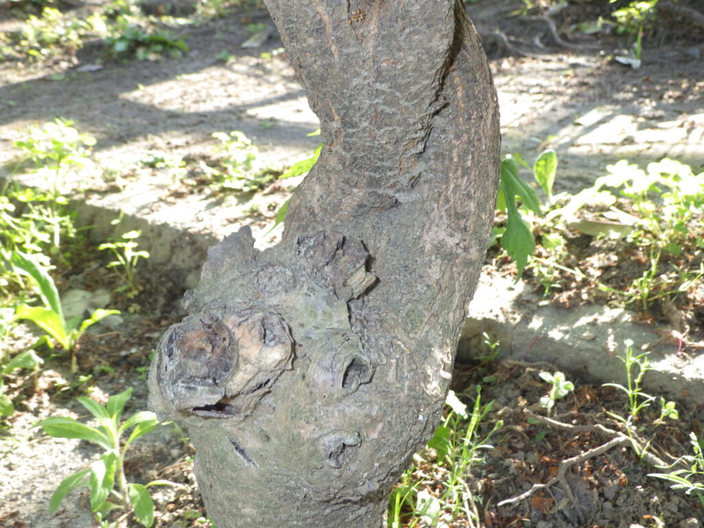 エゴノキの樹皮