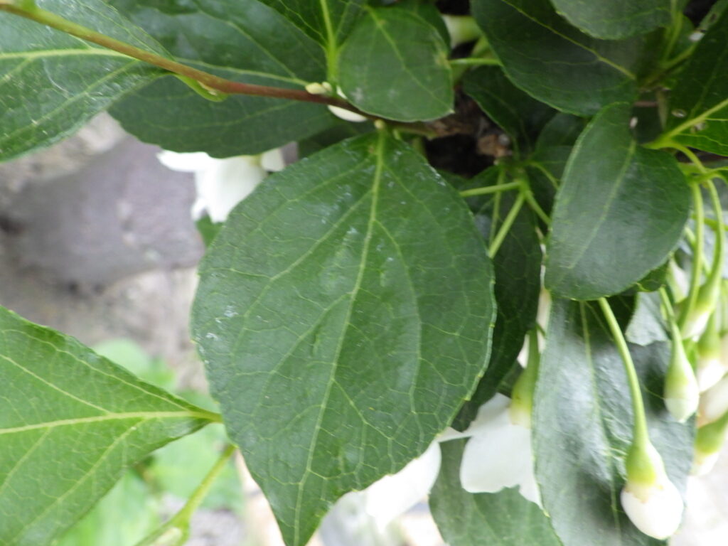 エゴノキの葉上面：やや菱状卵形（稀に披針形）で小さい。