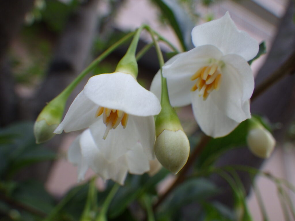 エゴノキの蕾