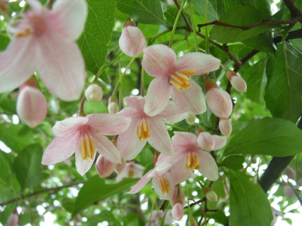 アカバナエゴノキ（ピンクチャイム）の花