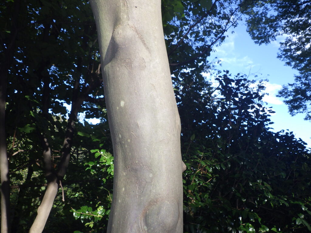 ハクウンボクの樹皮