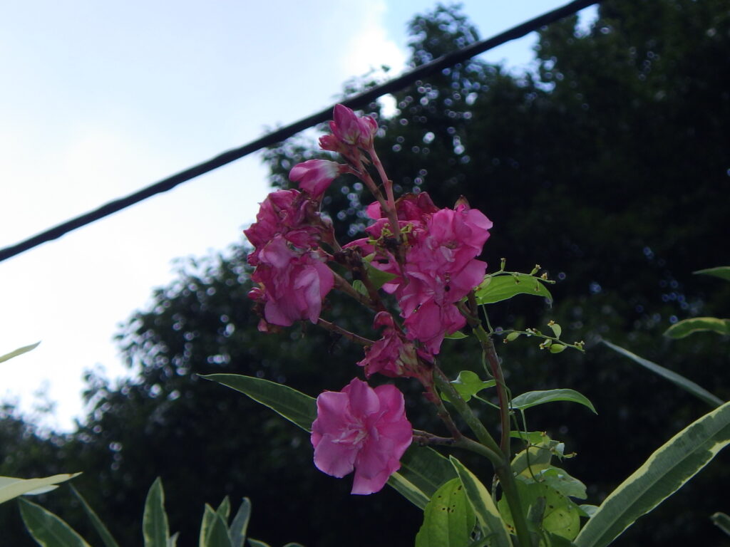 Flowers of the variegated oleander