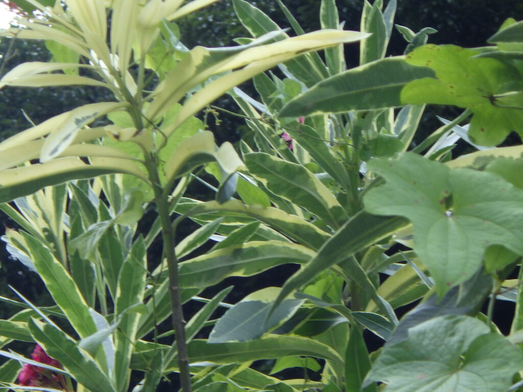 Leaves of the variegated oleander