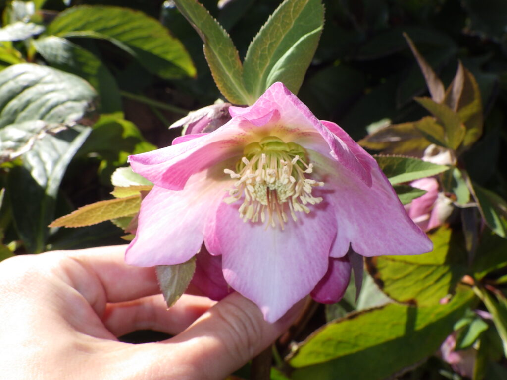 ヒメフユボタン（濃桃色型）の花