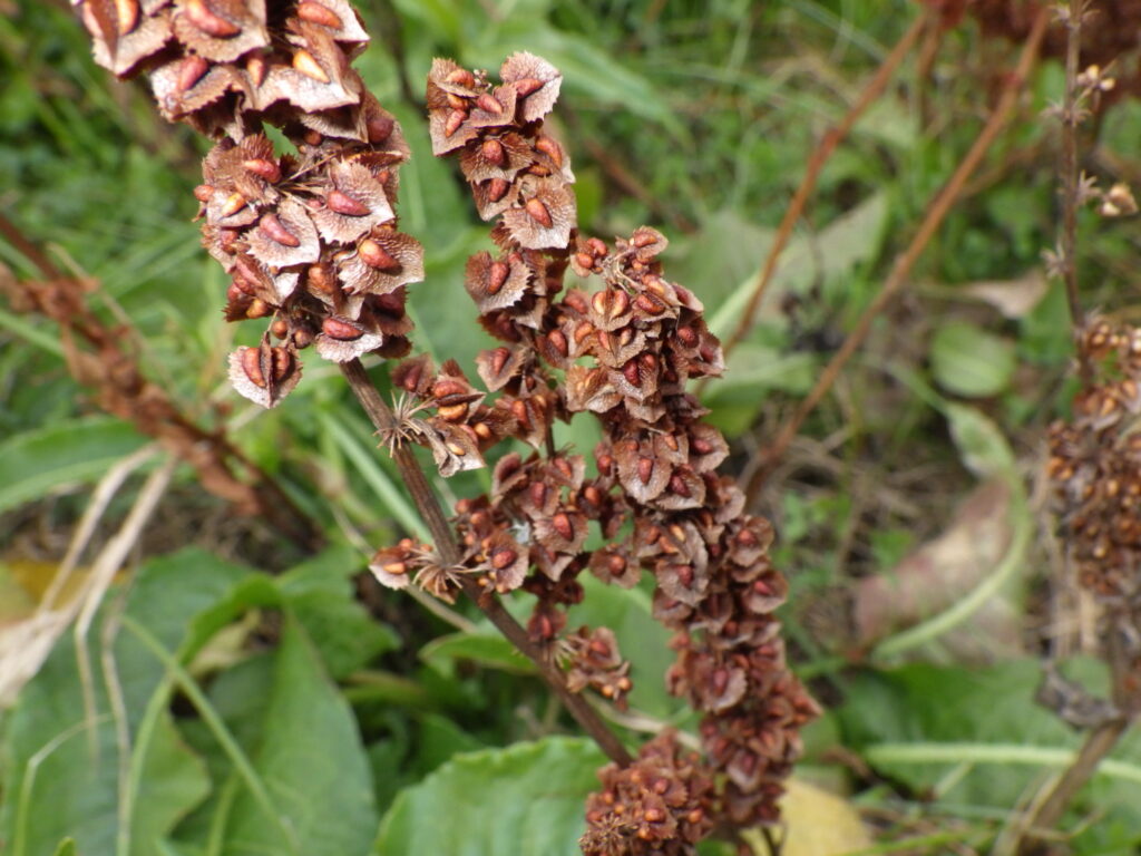 Dock fruit