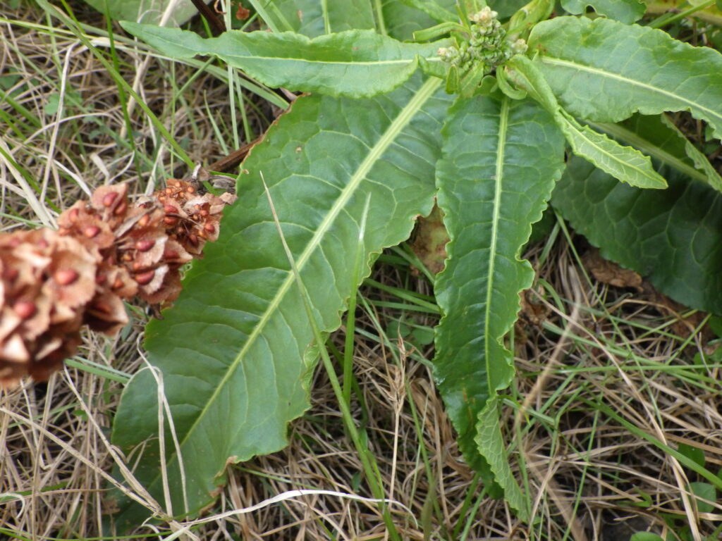 Top surface of dock leaves