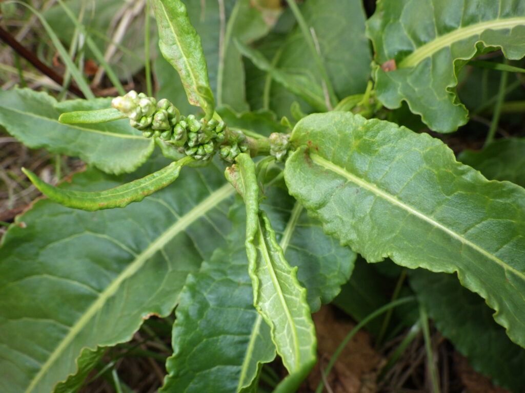 Underside of dock leaves, stem, and buds