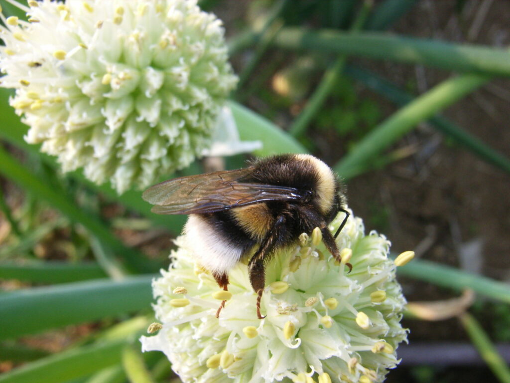 ネギに訪花するセイヨウオオマルハナバチ成虫