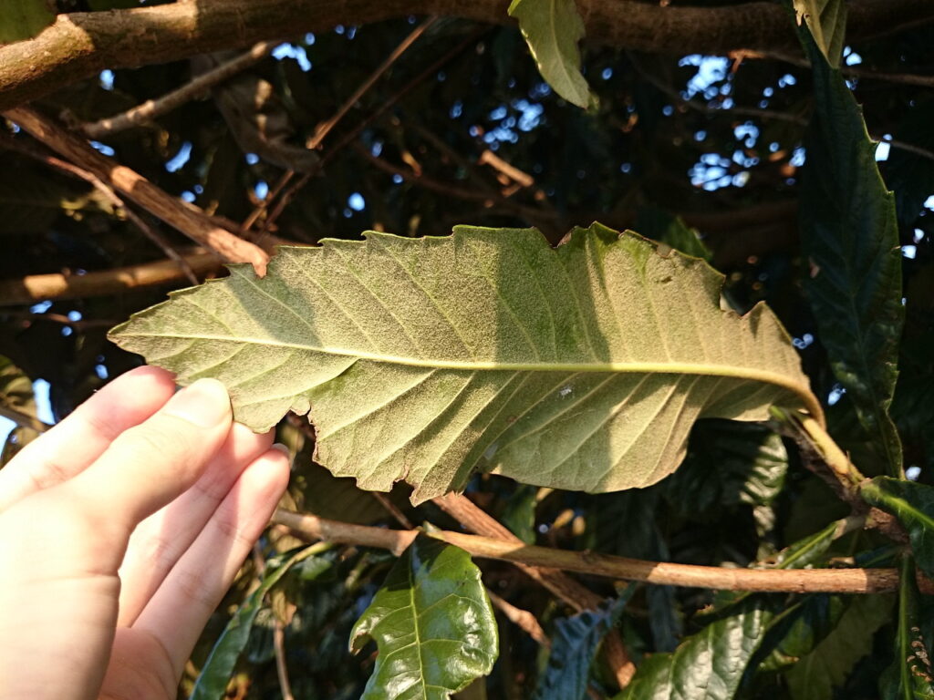ビワの葉下面