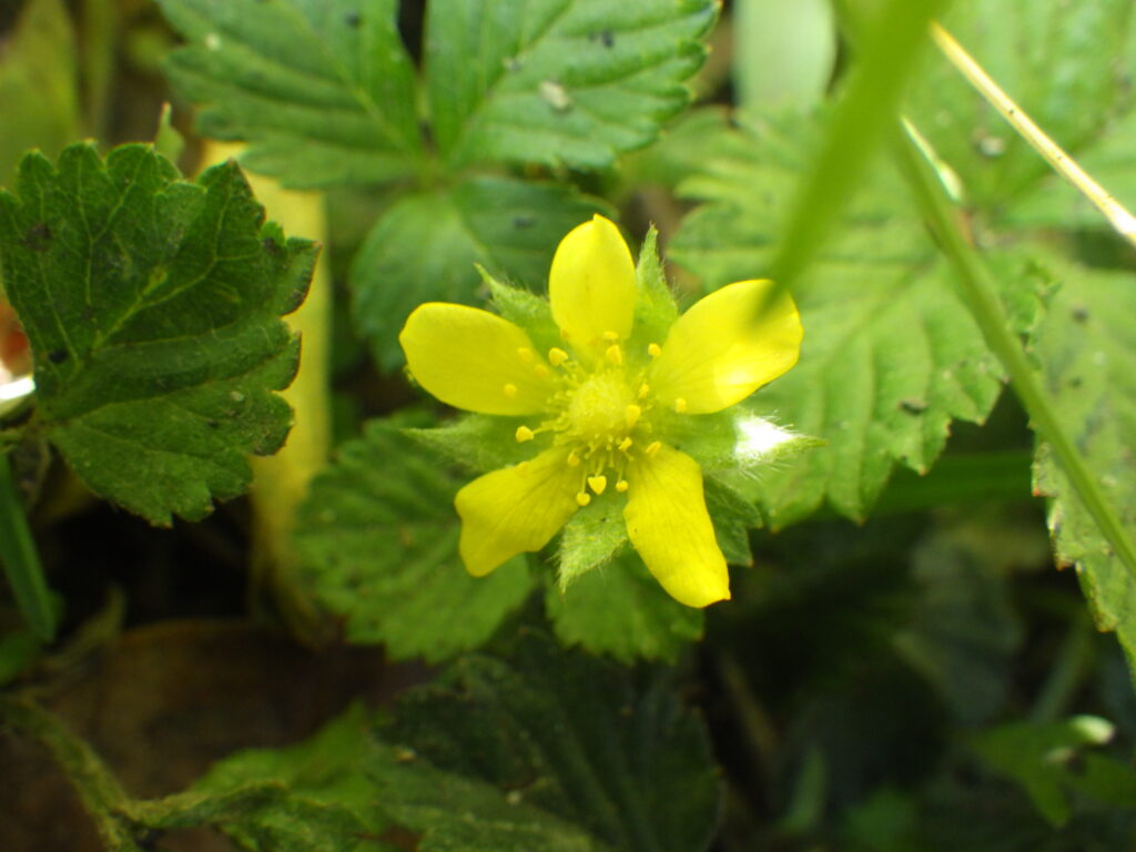 ヤブヘビイチゴの花