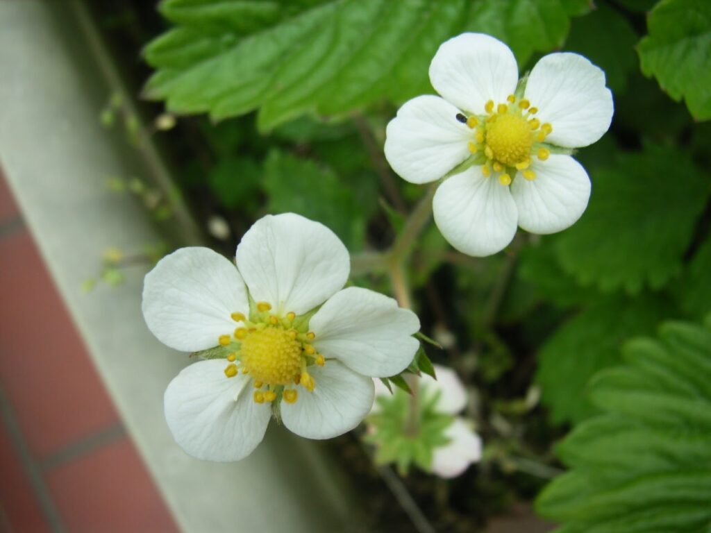 オランダイチゴの花