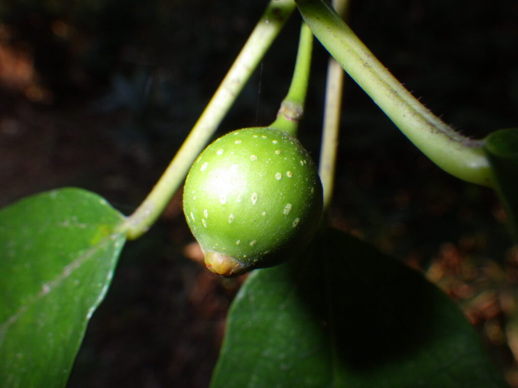 イヌビワの雄花嚢（隠頭花序）
