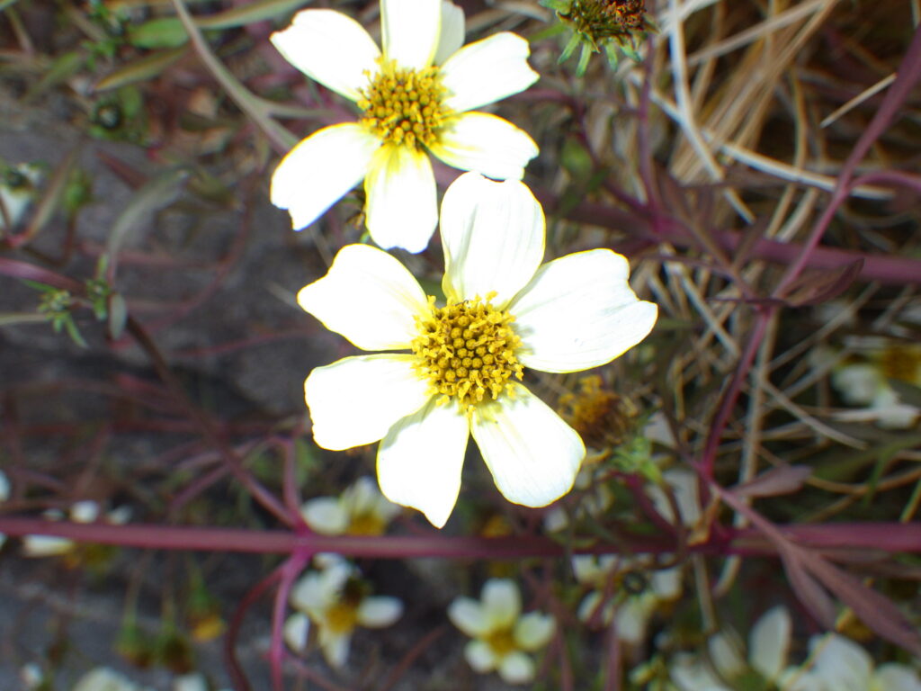ウィンターコスモスの頭花